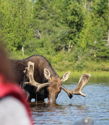 A person in a red life jacket near water, with a moose drinking in the background in a tranquil, natural setting.