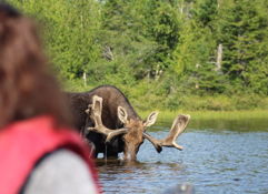 A person in a red life jacket near water, with a moose drinking in the background in a tranquil, natural setting.