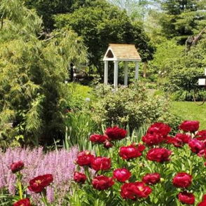 A vibrant garden scene with bright red and soft purple flowers, greenery, and a quaint structure, evoking tranquility and joy.