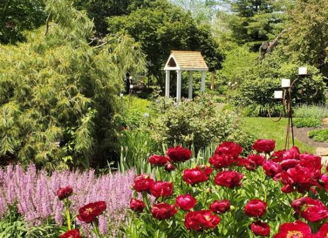 A vibrant garden scene with bright red and soft purple flowers, greenery, and a quaint structure, evoking tranquility and joy.