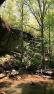 Serene forest scene with tall trees, a stream, rocky foreground, and people with a dog, evoking tranquility and connection to nature.