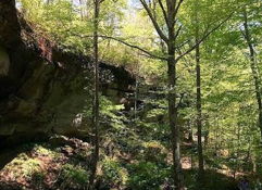 Serene forest scene with tall trees, a stream, rocky foreground, and people with a dog, evoking tranquility and connection to nature.