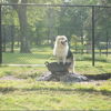 Dog on a rock in a grassy dog park, sunny day, exuding joy, playfulness, and curiosity in a peaceful setting.