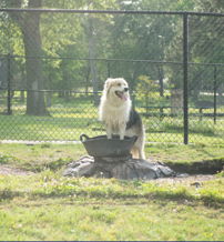 Dog on a rock in a grassy dog park, sunny day, exuding joy, playfulness, and curiosity in a peaceful setting.