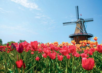 A colorful windmill surrounded by vibrant tulip fields under a clear blue sky evokes tranquility and springtime joy.