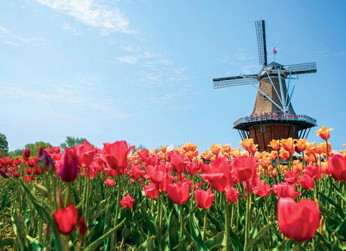 A colorful windmill surrounded by vibrant tulip fields under a clear blue sky evokes tranquility and springtime joy.