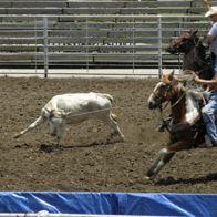Rodeo scene with two horseback riders chasing a calf in a dusty arena, evoking excitement and intense athleticism.