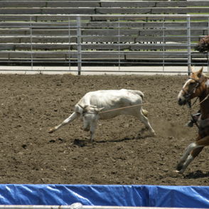 Rodeo scene with two horseback riders chasing a calf in a dusty arena, evoking excitement and intense athleticism.