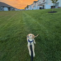 Playful dog on green lawn at sunset, vibrant colors creating a joyful, tranquil suburban scene.