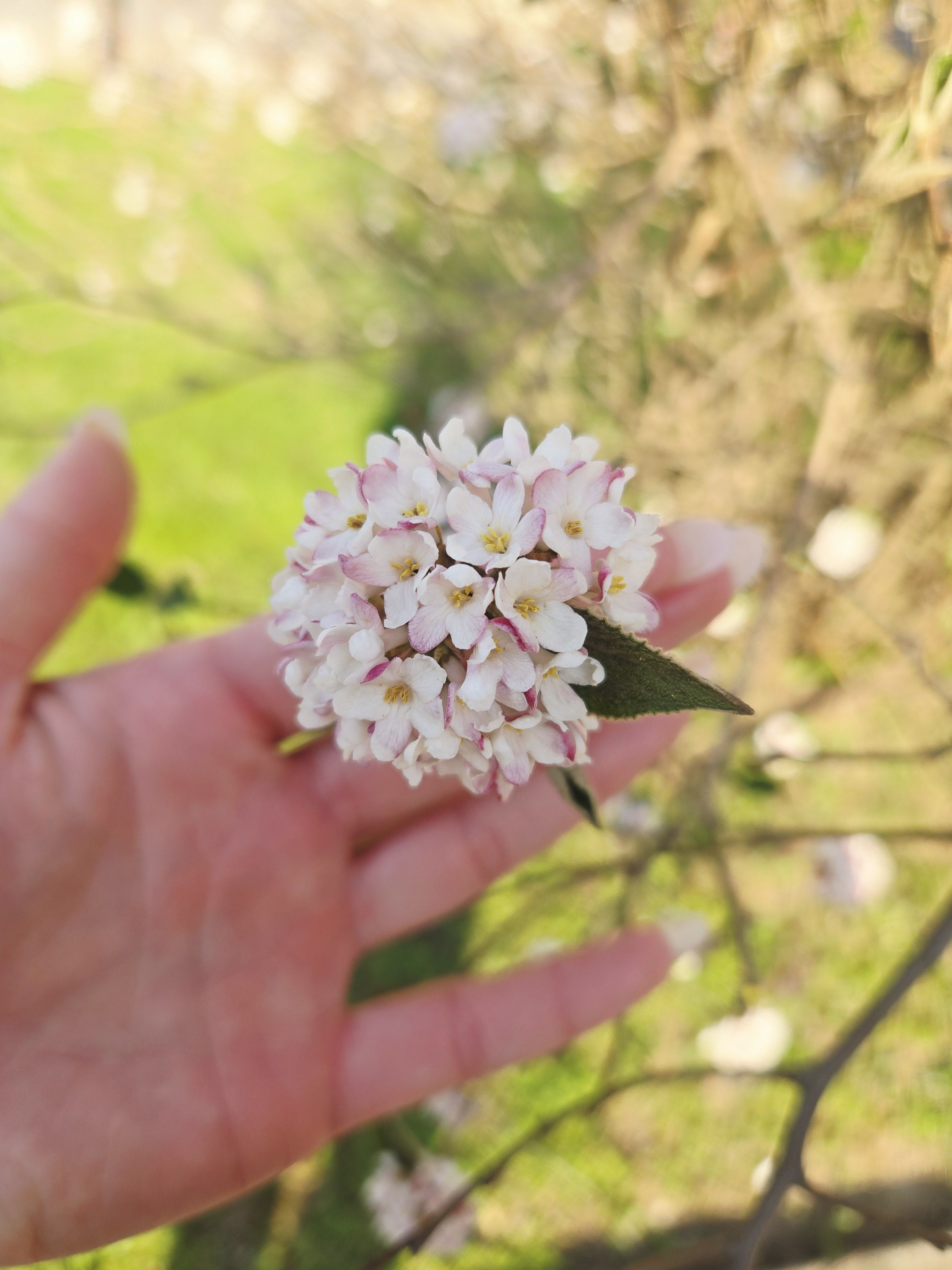 A hand gently holds pink flowers amid greenery, evoking tenderness, joy, and tranquility in a serene natural setting.