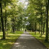 A tranquil forest pathway with tall trees, dappled sunlight, and a lone figure evokes peace and contemplation.