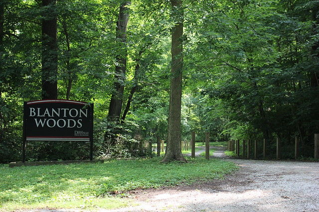 Serene entrance to Blanton Woods with a gravel path, tall trees, and a calming, inviting atmosphere of nature.