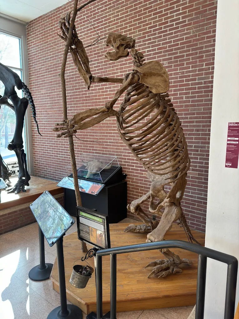 Upright animal skeleton in a museum, dynamic pose with a stick, surrounded by exhibits and warm lighting, sparks curiosity.