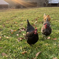 Chickens forage in a lush field with rustic farm buildings and a golden sunset, evoking serenity and joy in rural life.