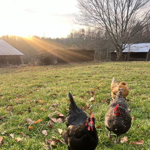 Chickens forage in a lush field with rustic farm buildings and a golden sunset, evoking serenity and joy in rural life.