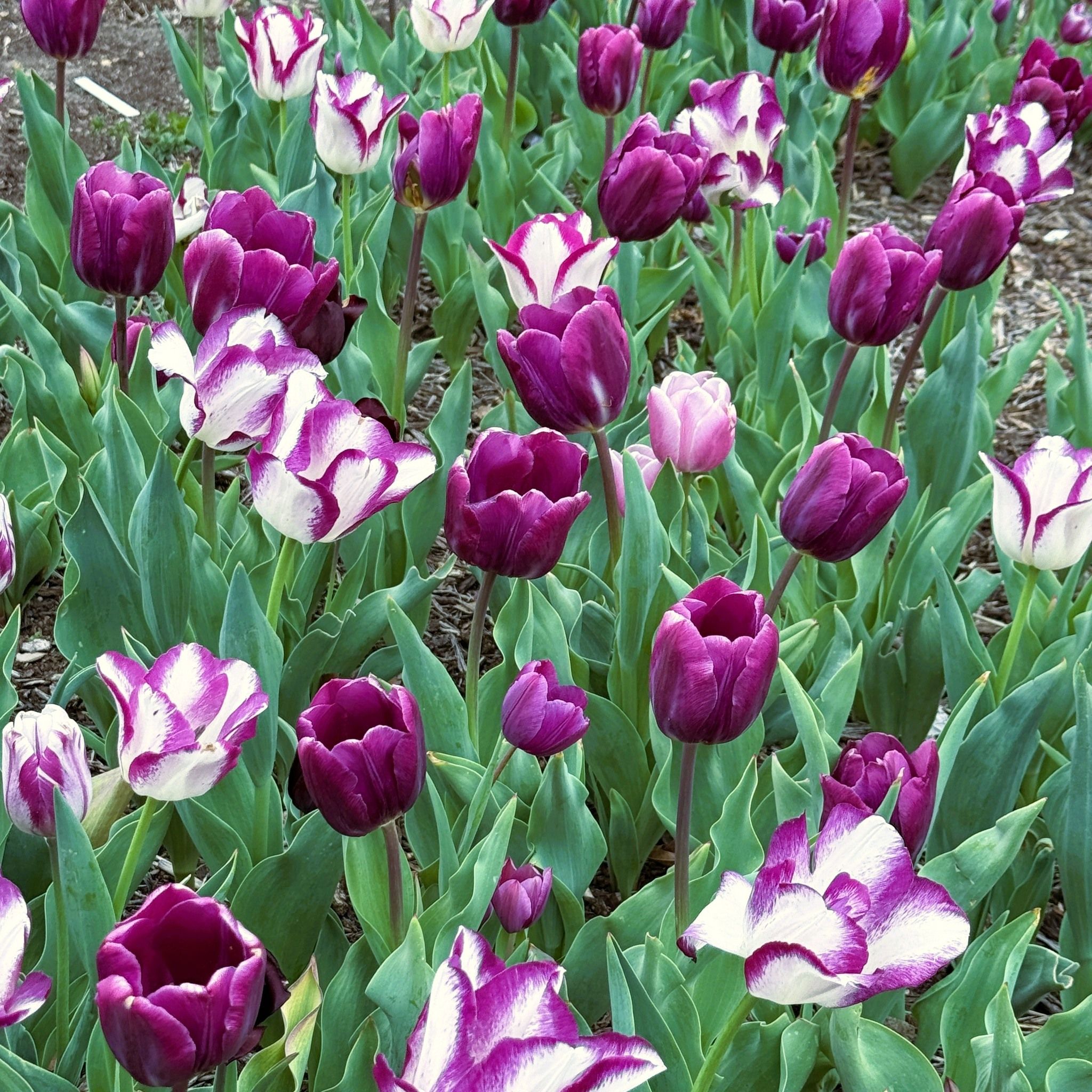 A vibrant display of purple and white tulips in a lush green field evokes joy, tranquility, and appreciation for nature.