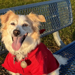 A happy dog in a red hoodie sits on a bench in a sunlit park, exuding joy and playfulness.