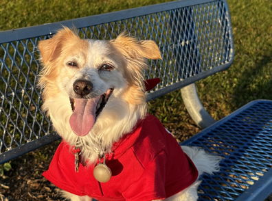 A happy dog in a red hoodie sits on a bench in a sunlit park, exuding joy and playfulness.