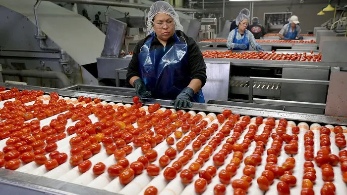 Workers sort bright red tomatoes on a conveyor belt, showcasing dedication and teamwork in a food processing facility.