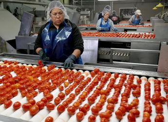 Workers sort bright red tomatoes on a conveyor belt, showcasing dedication and teamwork in a food processing facility.