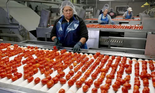 Workers sort bright red tomatoes on a conveyor belt, showcasing dedication and teamwork in a food processing facility.