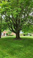 A large leafy tree in a serene, green lawn evokes tranquility and nostalgia in a peaceful suburban setting.