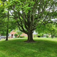 A large leafy tree in a serene, green lawn evokes tranquility and nostalgia in a peaceful suburban setting.