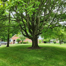 A large leafy tree in a serene, green lawn evokes tranquility and nostalgia in a peaceful suburban setting.