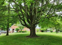 A large leafy tree in a serene, green lawn evokes tranquility and nostalgia in a peaceful suburban setting.