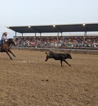 A cowboy rides a horse in a lively rodeo arena, chasing a calf with an excited crowd in the background.