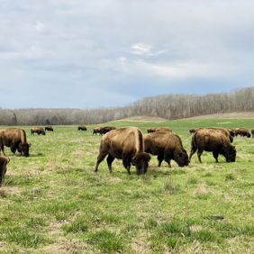Bison graze peacefully in a green field under soft clouds, evoking tranquility and connection to nature.