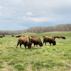 Bison graze peacefully in a green field under soft clouds, evoking tranquility and connection to nature.