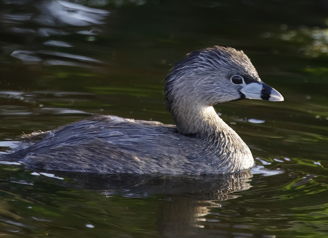 A graceful water bird glides on calm water, reflecting light, evoking peace and a connection with nature.