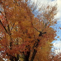 Vibrant autumn tree with orange, yellow, and red leaves under a blue sky, evoking warmth, nostalgia, and tranquility.