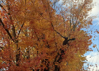 Vibrant autumn tree with orange, yellow, and red leaves under a blue sky, evoking warmth, nostalgia, and tranquility.