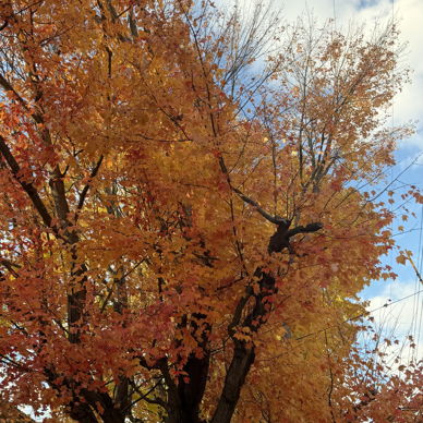 Vibrant autumn tree with orange, yellow, and red leaves under a blue sky, evoking warmth, nostalgia, and tranquility.