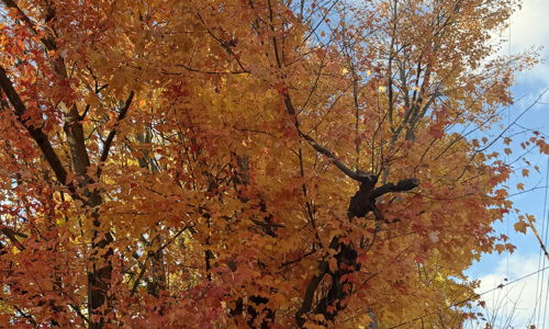 Vibrant autumn tree with orange, yellow, and red leaves under a blue sky, evoking warmth, nostalgia, and tranquility.