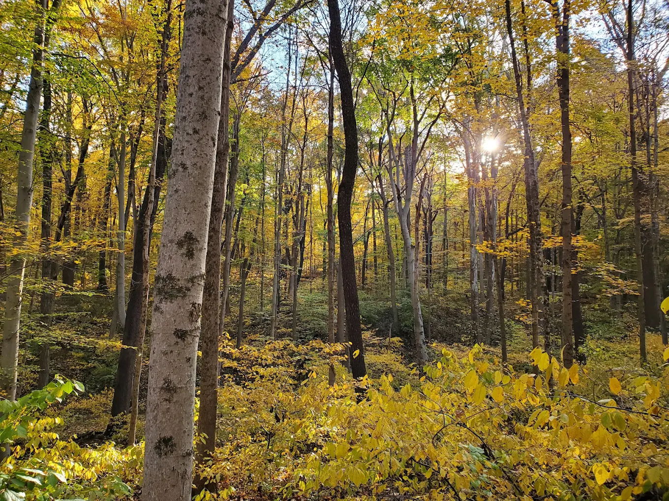 Autumn forest scene with vibrant foliage, sunlight filtering through trees, evoking tranquility and appreciation for nature.