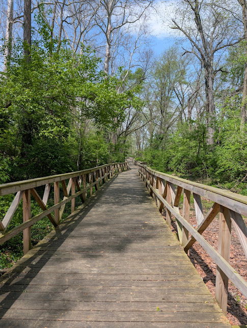A winding wooden boardwalk in a lush, green forest evokes tranquility, inviting reflection and adventure under a clear blue sky.