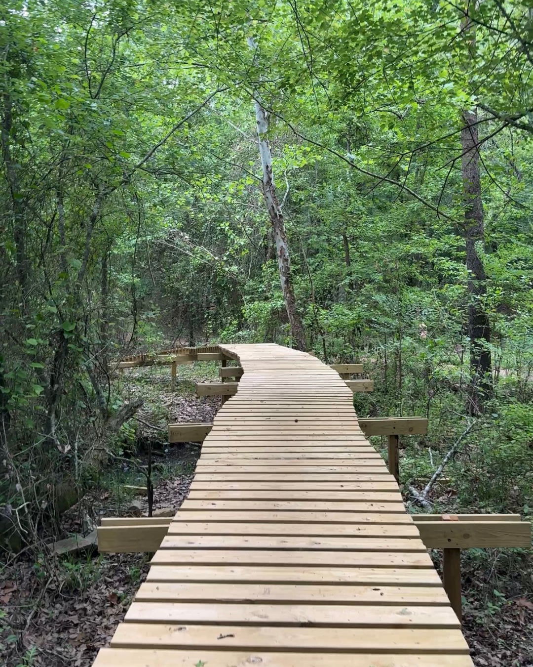 A serene wooden boardwalk winds through a lush green forest, inviting exploration and evoking calmness and connection to nature.