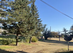 Clear blue sky with trees, grassy ground, and power lines; evokes tranquility, serenity, and a hint of nostalgia.