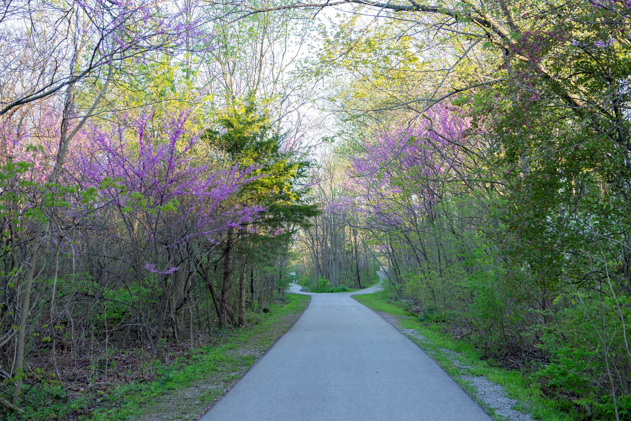 A serene forest pathway with vibrant spring foliage and purple flowers, basking in warm sunlight, evokes peace and adventure.