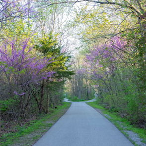 A serene forest pathway with vibrant spring foliage and purple flowers, basking in warm sunlight, evokes peace and adventure.