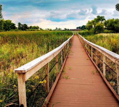 Wooden boardwalk through a lush field, surrounded by grasses, wildflowers, trees, and a cloudy sky, evoking tranquility.