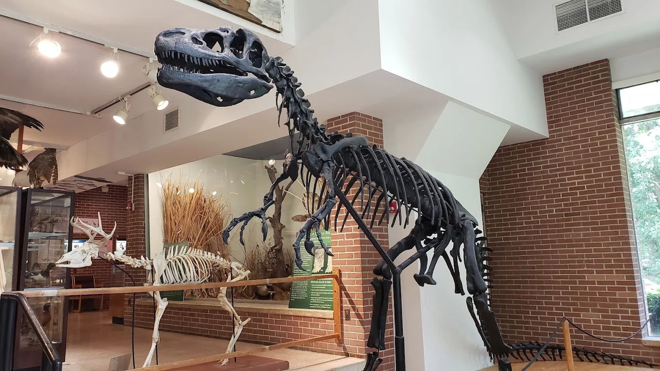 Dinosaur skeleton in a museum, highlighted by ambient lighting, evokes wonder and curiosity about ancient life and paleontology.