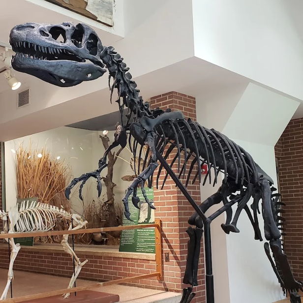 Dinosaur skeleton in a museum, highlighted by ambient lighting, evokes wonder and curiosity about ancient life and paleontology.