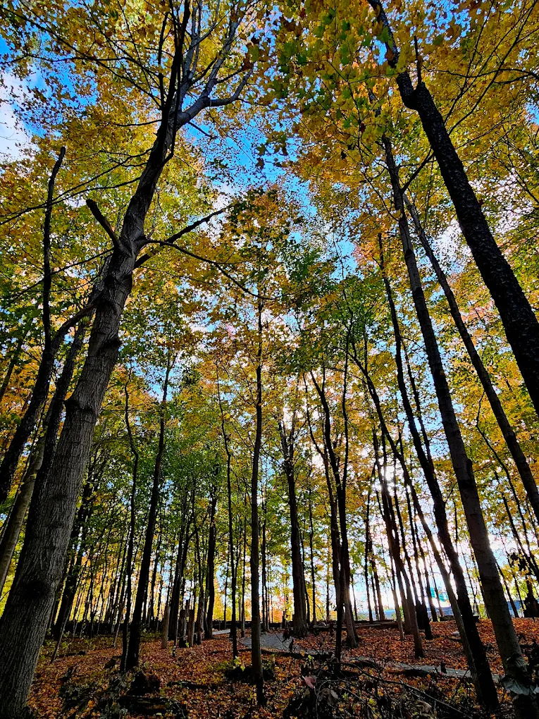 Serene forest scene with tall trees and vibrant autumn leaves, evoking tranquility and appreciation for nature's beauty.