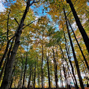 Serene forest scene with tall trees and vibrant autumn leaves, evoking tranquility and appreciation for nature's beauty.