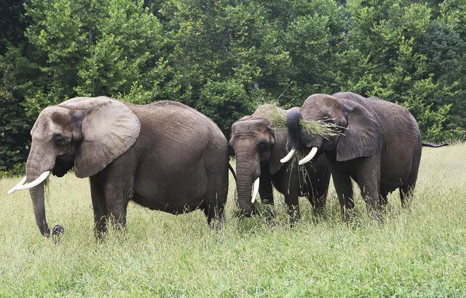 A serene scene of calm elephants in a grassy area, surrounded by trees, evoking tranquility and connection to nature.