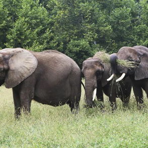 A serene scene of calm elephants in a grassy area, surrounded by trees, evoking tranquility and connection to nature.